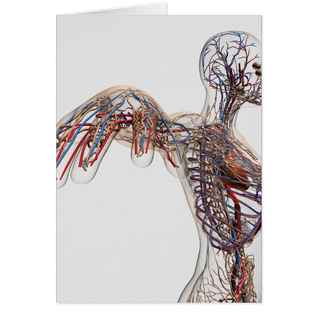 Arterier, vener och lymfatiska system 2 hälsningskort (Framsidan)
