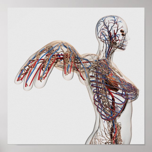 Arterier, vener och lymfatiska system 2 poster (Framsidan)