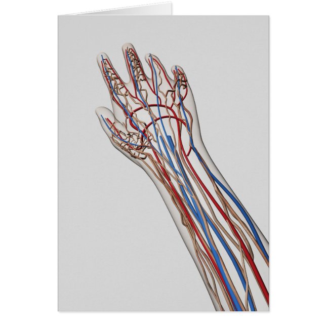 Arterier, vener och lymfatiska system 3 hälsningskort (Framsidan)