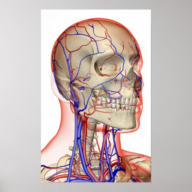 Arteries and veins in the head and neck poster (Framsidan)
