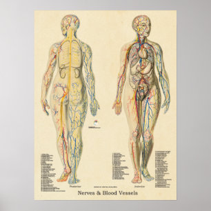 Arteries Veins Nerves Vintage för Anatomy Chart Ar Poster
