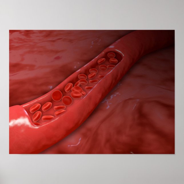 Artery Kor sektion med rött blodflöde Poster (Framsidan)