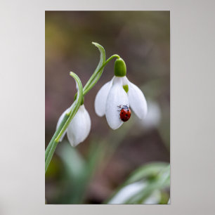 ArtFlower Art Ladybug Gallery Blomsterträdgård Art Poster