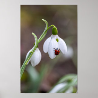 ArtFlower Art Ladybug Gallery Blomsterträdgård Art Poster