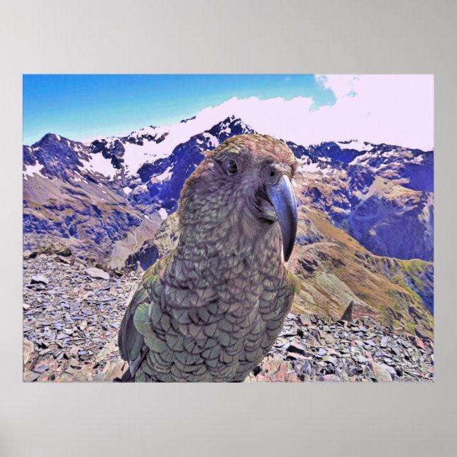 Arthur's Pass Kea Poster (Framsidan)