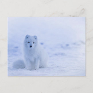 Artic Baby Fox Vykort