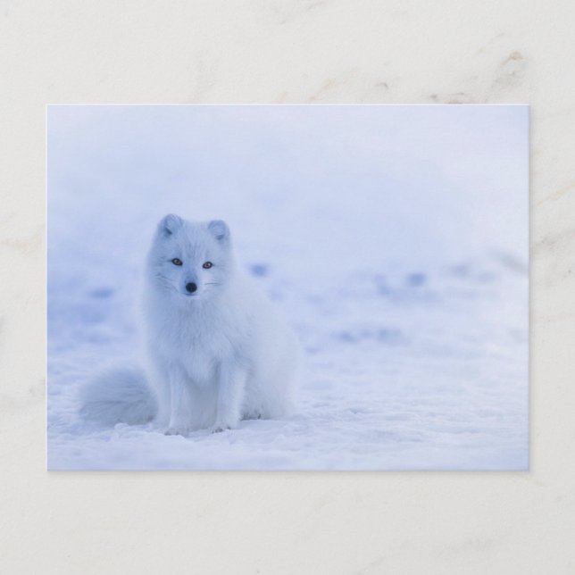 Artic Baby Fox Vykort (Framsida)