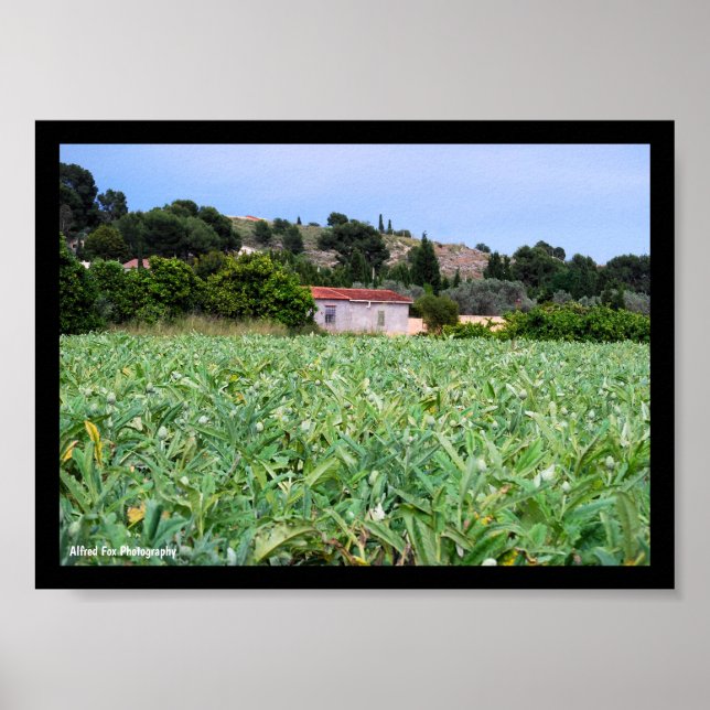 Artichockefältet Poster (Framsidan)
