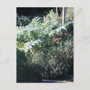 Artichoke and Lavender Postcard Vykort