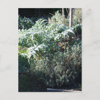 Artichoke and Lavender Postcard Vykort
