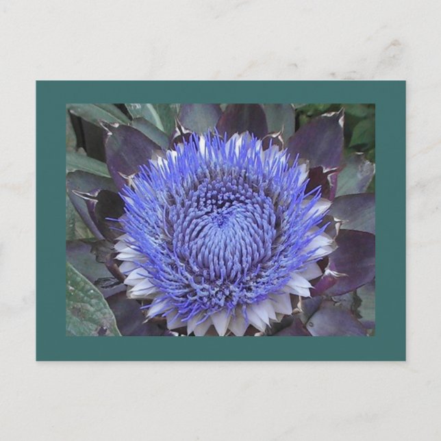 Artichoke Bloom-vykort Vykort (Framsida)
