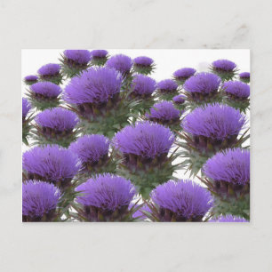 Artichoke Blooms Vykort