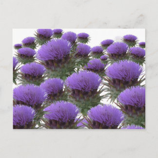 Artichoke Blooms Vykort