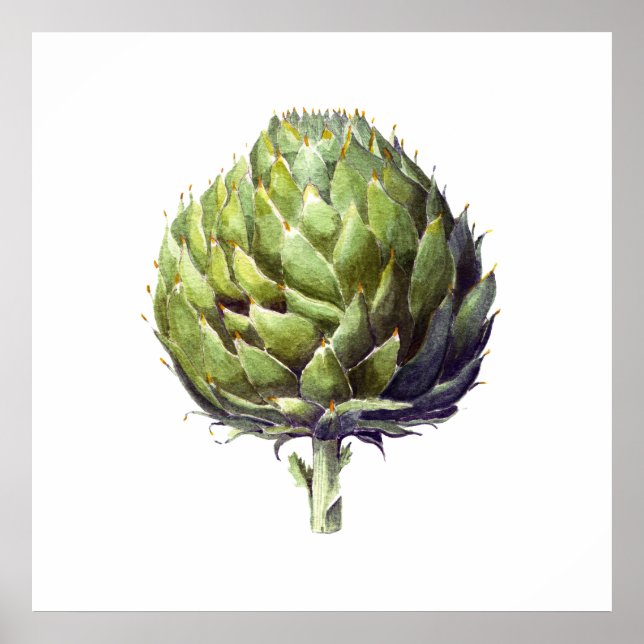 Artichoke botaniskt vattenfärgsverk poster (Framsidan)