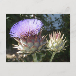 Artichoke Flowers Vykort