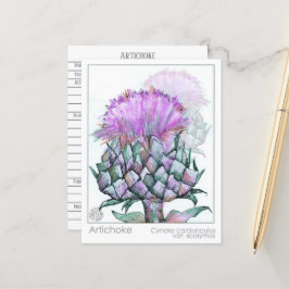 Artichoke Materia Medica Cards Herbal Studants Vykort