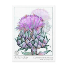 Artichoke Materia Medica Cards Herbal Studants