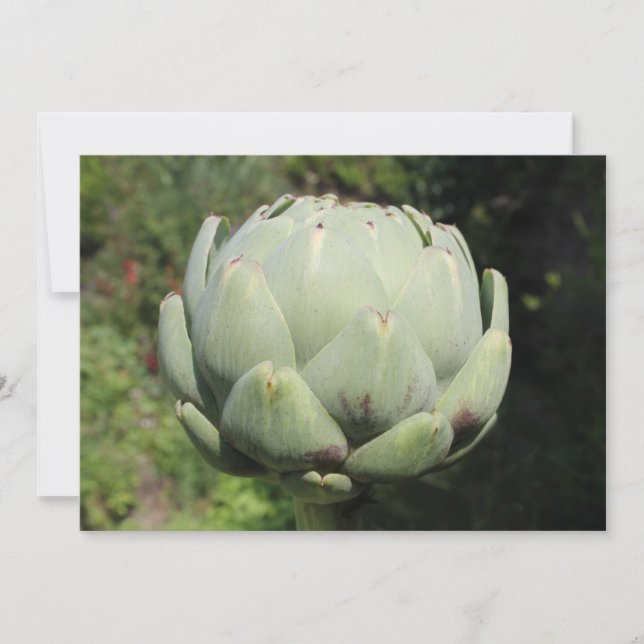 Artichoke Plant. Inbjudningar (Framsida)