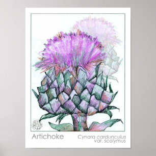 Artichoke Plant Lila blommor Medicinal Herb Art Poster