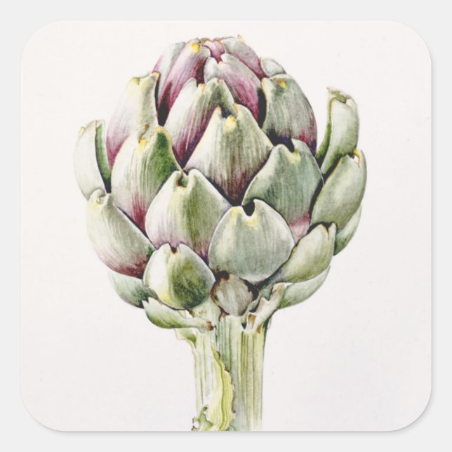 Artichoke Study 1993 Fyrkantigt Klistermärke (Framsida)