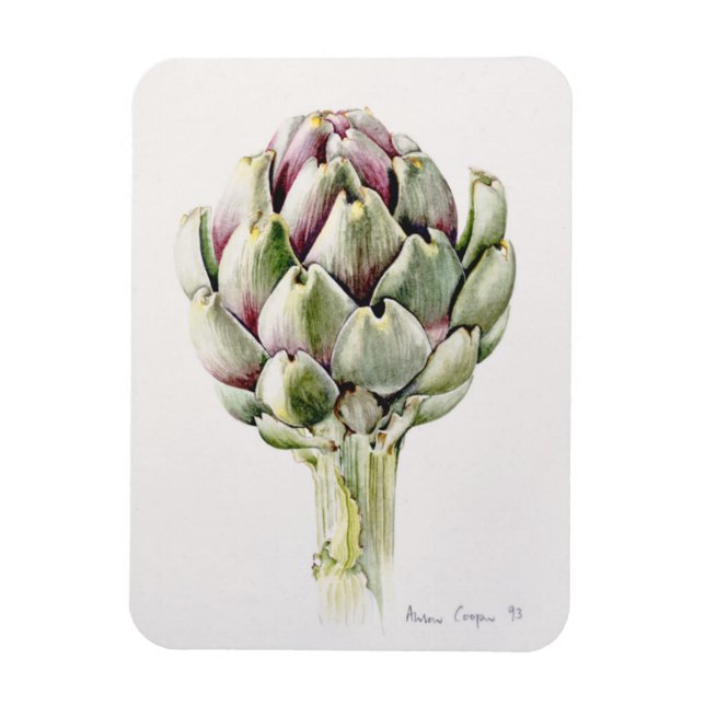 Artichoke Study 1993 Magnet (Vertikal)