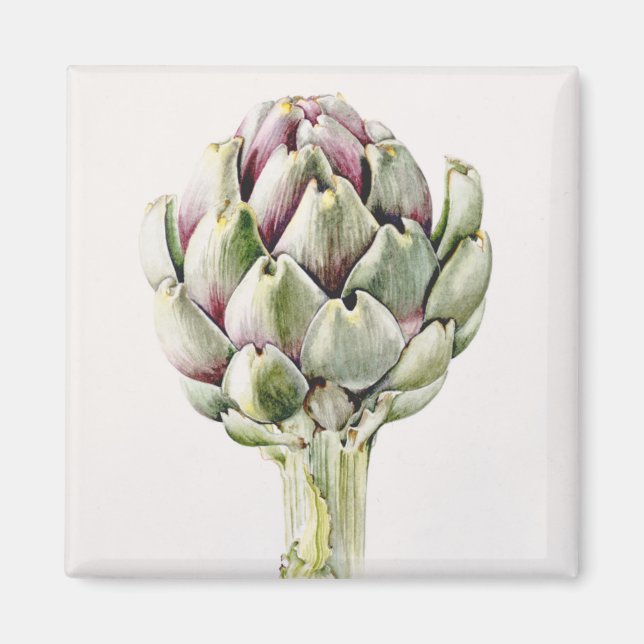 Artichoke Study 1993 Magnet (Framsidan)