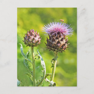 Artichoke Thistle Vykort