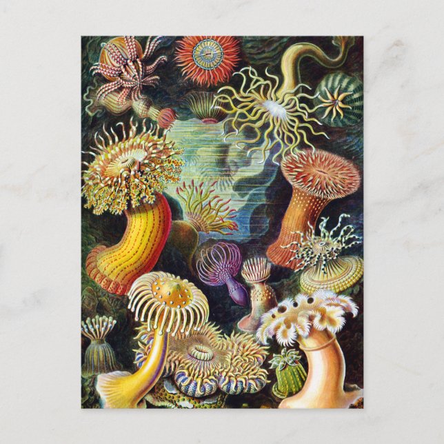 Artikeln av Ernst Haeckel Vykort (Framsida)