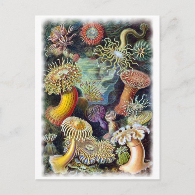 Artikeln av Ernst Haeckel Vykort (Framsida)