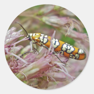 Artiklar från Ailanthus Webworm Moth (Atteva punct Runt Klistermärke