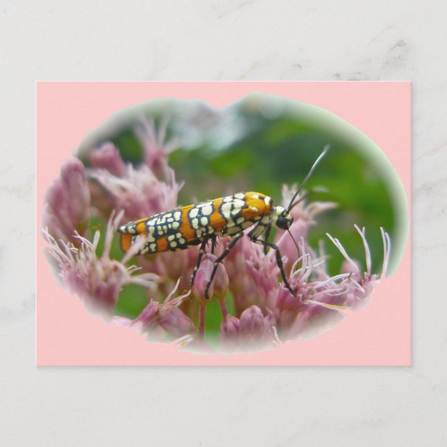 Artiklar från Ailanthus Webworm Moth (Atteva punct Vykort (Framsida)