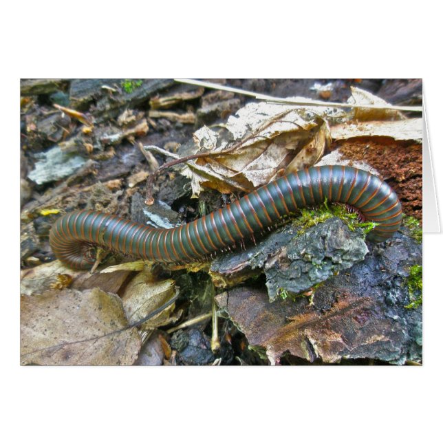 Artiklar i Millipede-serien OBS Kort (Framsidan Horizontal)