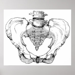 Artikulerat bäcken poster