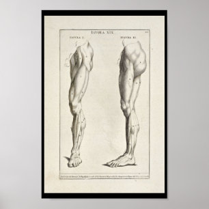 Artistic Anatomy Leg Muscles Art Print Poster