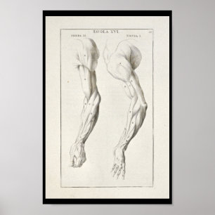 Artistisk anatomi Arm-muskler Art Skriv ut Poster