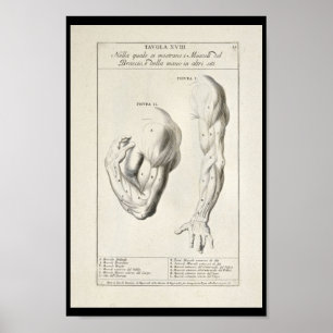 Artistisk anatomi Arm-muskler Art Skriv ut Poster