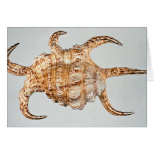 Artritisk spindel, kong hälsningskort