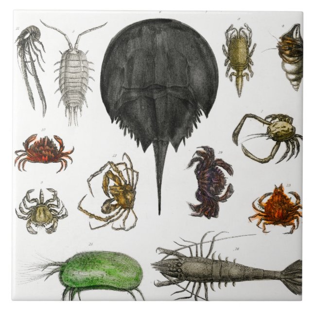 artropod, insekt, biologi, djur, leddjur kakelplatta (Framsidan)