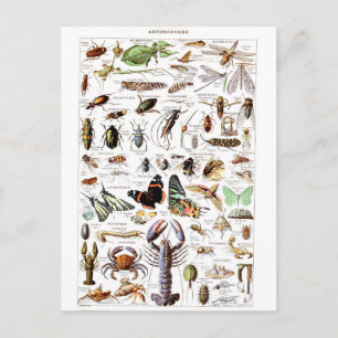 Artropoder i Illustration dictionnaire Vykort