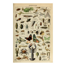 Artropoder - Insamling av ryggradslösa djur