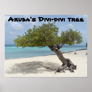 Aruba affisch för Divi-diviträd