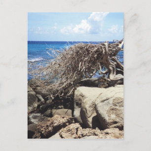 Aruba Divi Divi Träd Vid Havet Vykort