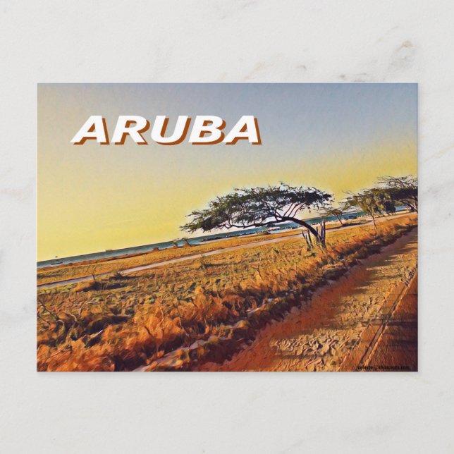 Aruba - Divi Divi Träd Vykort (Framsida)
