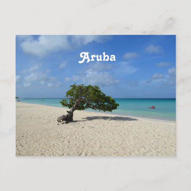 Aruba Divi Divi Träd Vykort (Framsida)