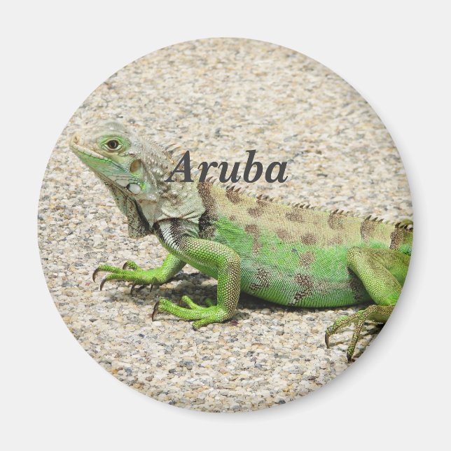 Aruba Grönt Iguana Magnet (Framsidan)