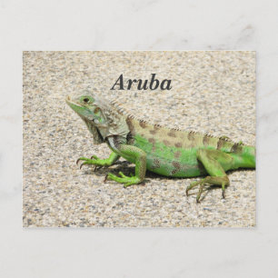 Aruba Grönt Iguana Vykort