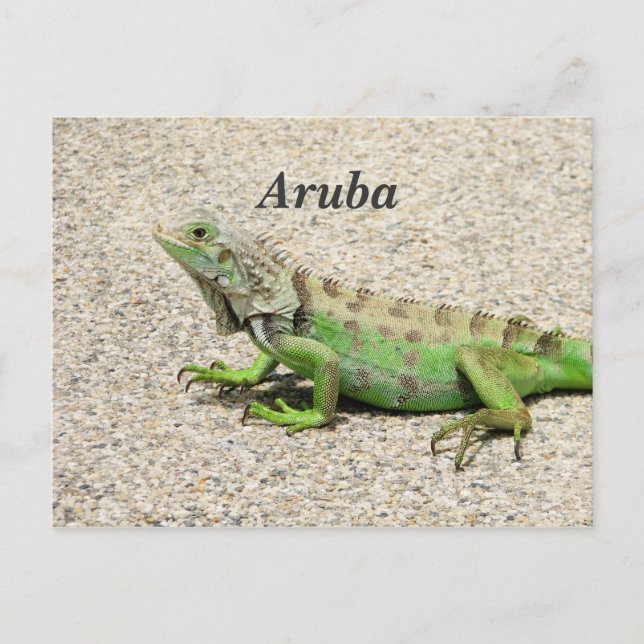 Aruba Grönt Iguana Vykort (Framsida)