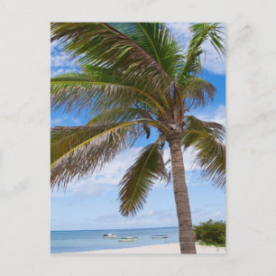 Aruba, handflatan träd på stranden vykort