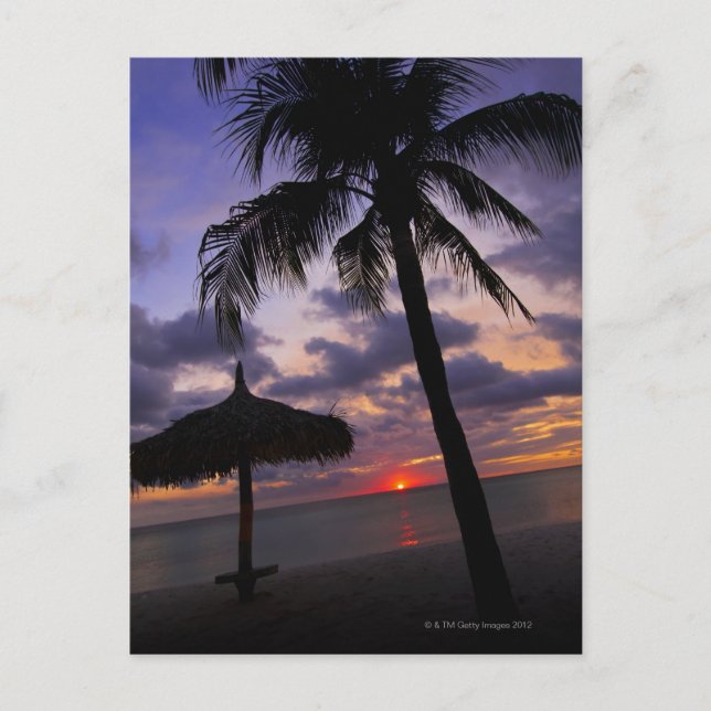 Aruba, silhuette handflatan träd och palapa vykort (Framsida)