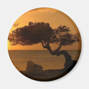 Aruba Sunset Divi Träd Magnet